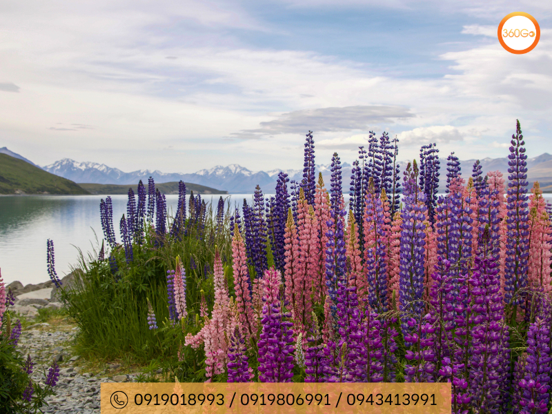 Vẻ đẹp thanh bình và quyến rũ của Lake Tekapo - Du lịch 360Go